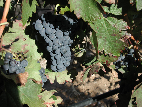 TEMPRANILLO 100%