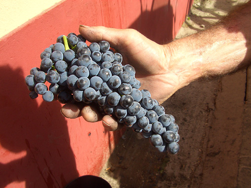 UVAS DE VI�AS VIEJAS