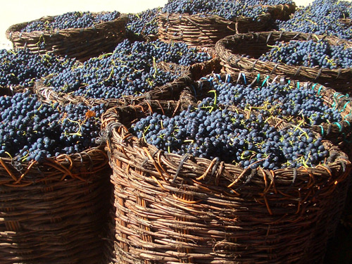 LA TEMPRANILLO DE RIBERA DEL DUERO