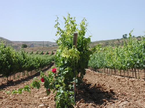 COMO UN JARDIN