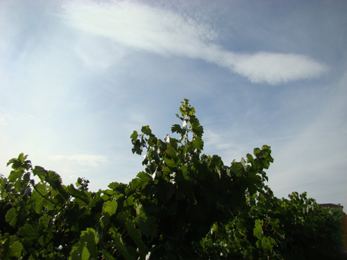 EL BUEN VINO SE HACE EN LA CEPA
